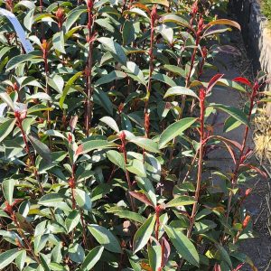 Korallberkenye (Photinia fraseri ’Carre Rouge')