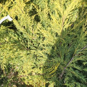 Boróka – terülő (Juniperus x media / Juniperus x pfitzeriana ’Pfitzeriana ’Aurea’)