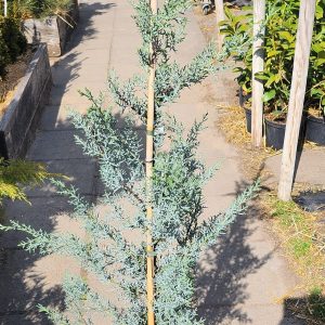 Ciprus – arizóniai (Cupressus arizonica)