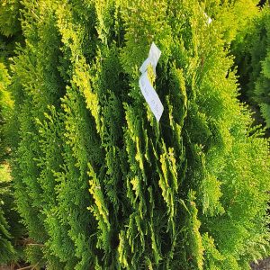 Keleti tuja – arany, törpe (Thuja orientalis ’Aurea Nana’)
