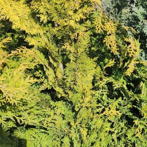 Oregoni hamisciprus – arany (Chamaecyparis lawsoniana 'Stardust')