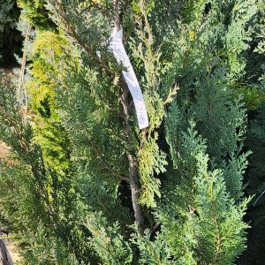 Oregoni hamisciprus – kék (Chamaecyparis lawsoniana 'Columnaris')