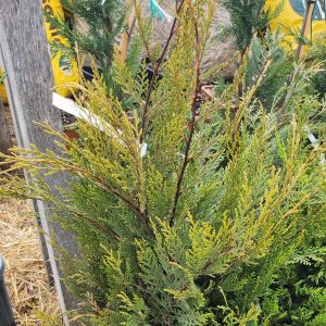 Leyland-ciprus (Cupressocyparis leylandii 'Castlewellan Gold’)