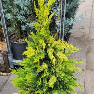 Leyland-ciprus (Cupressocyparis leylandii 'Gold Rider')
