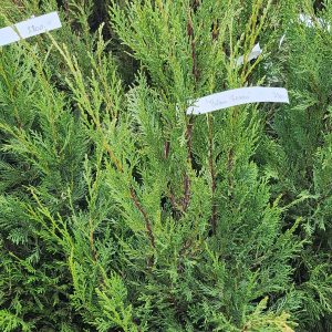 Leyland-ciprus (Cupressocyparis leylandii ’Blue Jeans’)