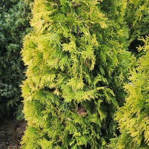 Nyugati tuja, aranylombú (Thuja occidentalis 'Jantar')