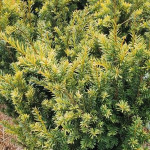 Tiszafa – arany, közönséges (Taxus baccata ’Aurea’)