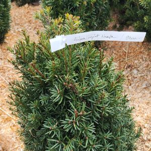 Tiszafa – kúpra nyírt (Taxus baccata)