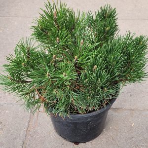 Törpefenyő (Pinus mugo’)