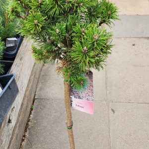 Törpefenyő – havasi, törzses (Pinus ’Adam’)