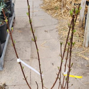 Bangita – kikeleti (Viburnum x bodnantense)