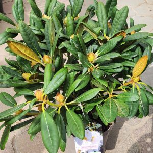 Havasszépe - örökzöld kicsi (Rhododendron sp.)