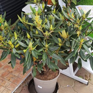 Havasszépe - örökzöld nagy (Rhododendron sp.)