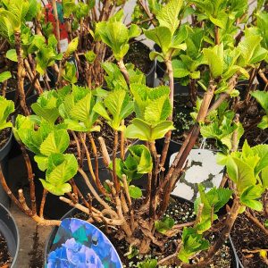 Hortenzia – kerti (Hydrangea macrophylla)