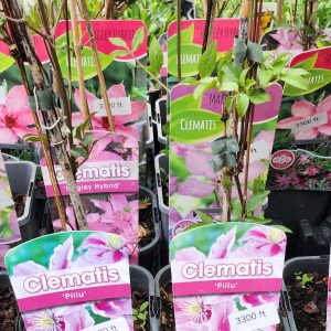 Iszalag (Clematis sp.)