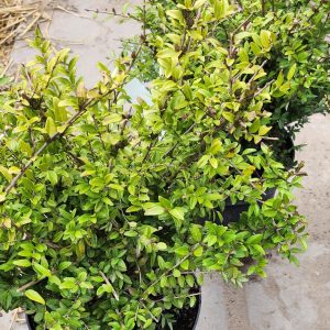 Mirtuszlonc örökzöld (Lonicera nitida)
