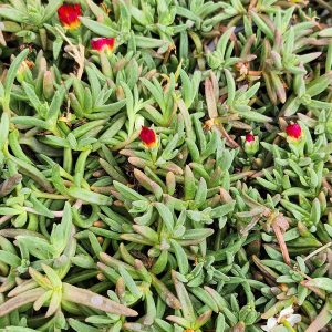 Délvirág / kristályvirág (Delosperma sp.)