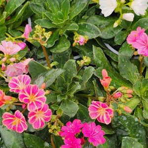 Dohánygyökér – változékony (Lewisia cotyledon)