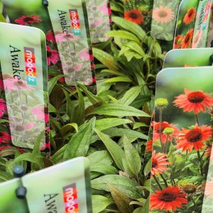 Kasvirág – (Echinacea purpurea)