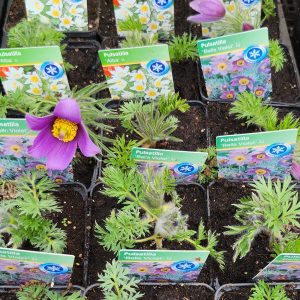 Kökörcsin – nyugati (Pulsatilla vulgaris)