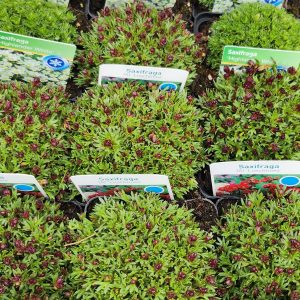 Kőtörőfű – mohalevelű (Saxifraga x arendsii)