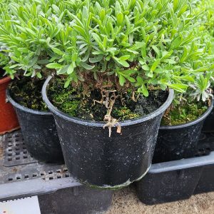 Levendula – közönséges (Lavandula angustifolia)